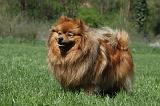 SPITZ ALLEMAND 452